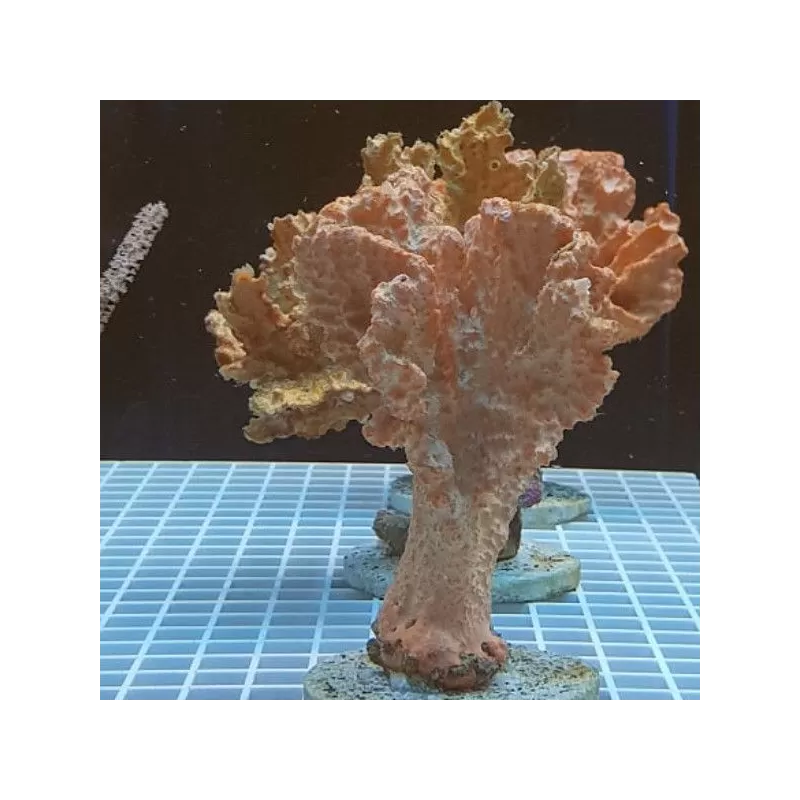 Stylotella Aurontium orange sponge Kenia