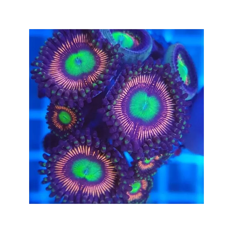 Zoanthus Lord of the Rings S size