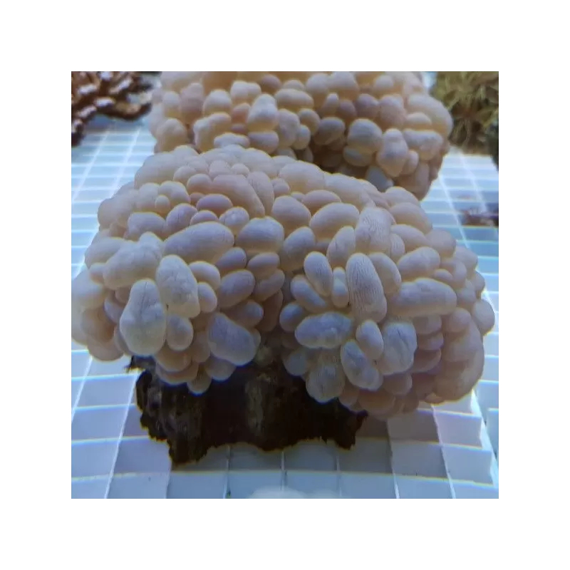 Plerogyra Sinuosa S-size