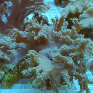 Sinularia Brassica (L) Singapore