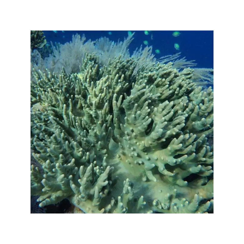 Sinularia Polydactyle Singapore (L)