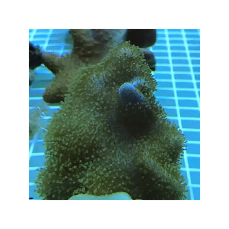 Softcoral spp Mix S-size