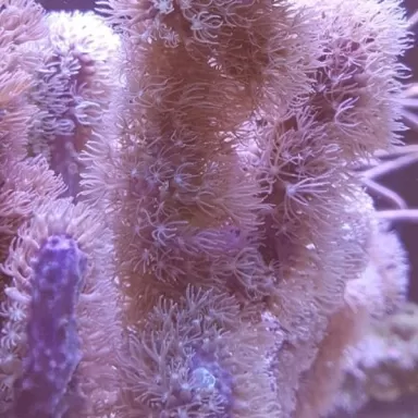 Corky Gorgoon Briareum Miami M-size