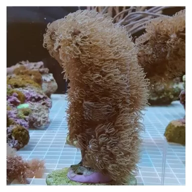 Corky Gorgoon Briareum Miami M-size