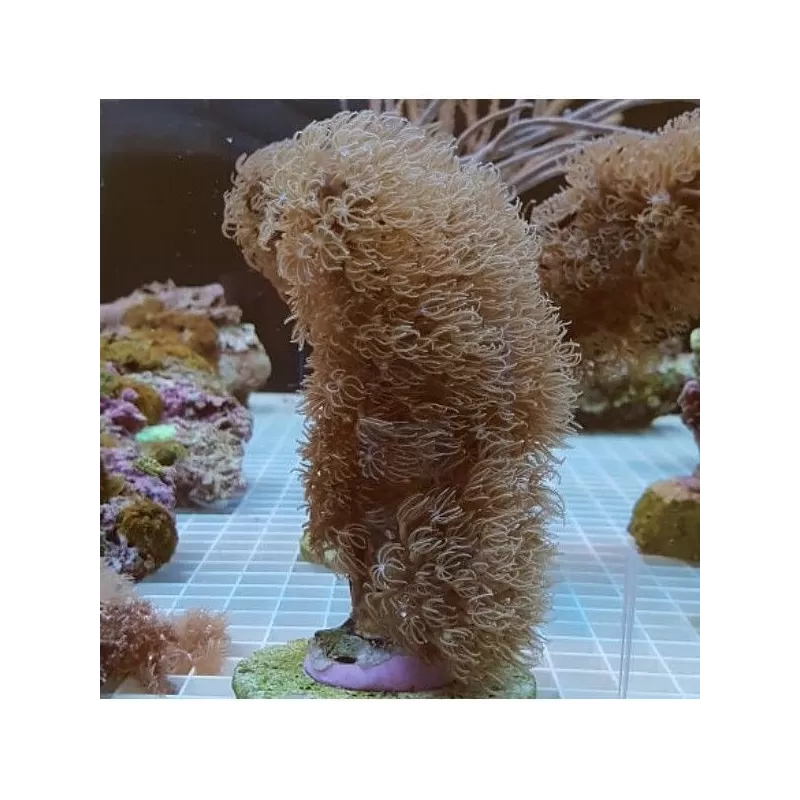 Corky Gorgoon Briareum Miami M-size