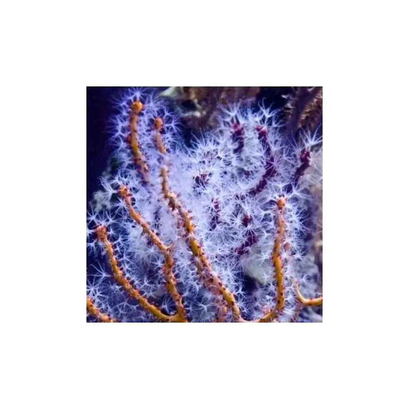 Diodogorgia nodulifera yellow