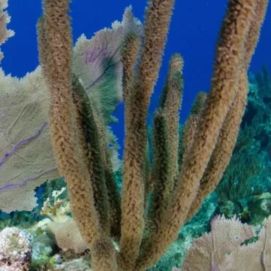 Pseudoplexaura Porosa Brown Tree Gorgonia