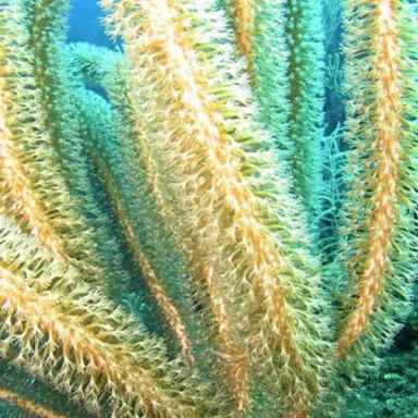 Plexaurella Nutans Large Polyp Gorgonia