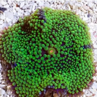 Ricordea florida green