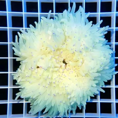 Heteractis Crispa Anemone White/Pink Tip L-size