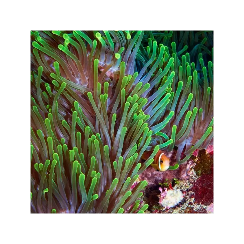 Heteractis magnifica L size Indonesia