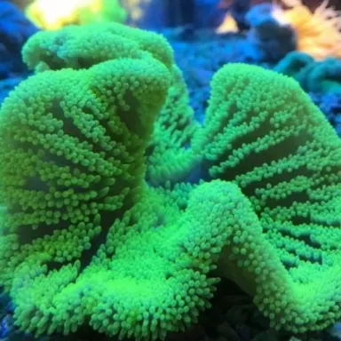 Stoichacti kenti green colored carpet anemone