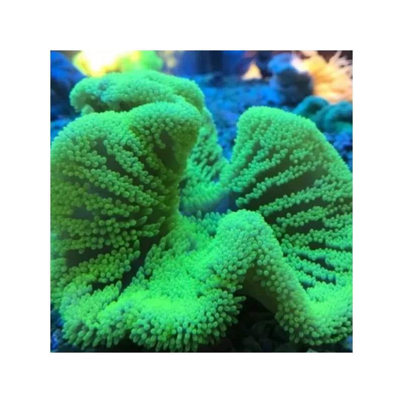 Stoichacti kenti green colored carpet anemone