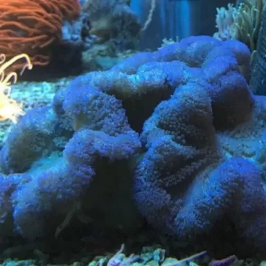 Stoichacti kenti blue colored carpet anemone