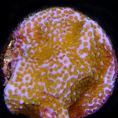 Montipora tuberculosa M size