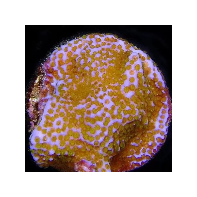 Montipora tuberculosa M size