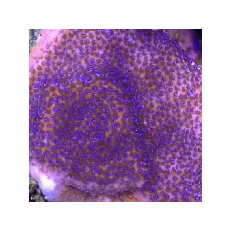 Montipora tuberculosa M size