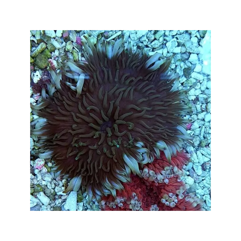 Stichodactyla Helianthus Assorted Colors