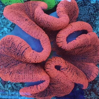 Stoichacti Kenti Red Colored Carpet Anemone Fillepijnen