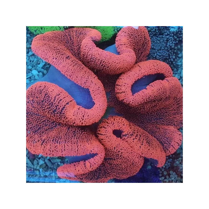 Stoichacti Kenti Red Colored Carpet Anemone Fillepijnen