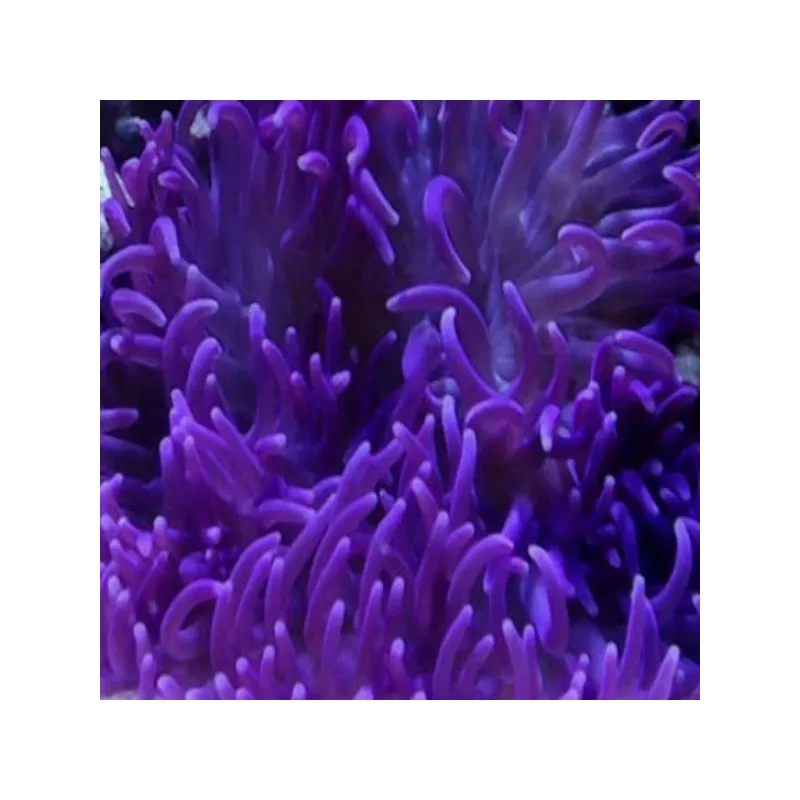 Macrodactyla doreensis purple