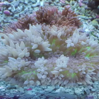 Stichodactyla Helianthus Assorted Colors