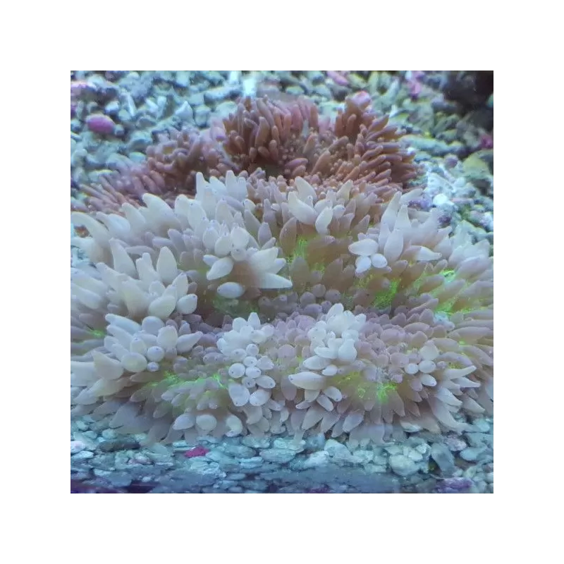 Stichodactyla Helianthus Assorted Colors