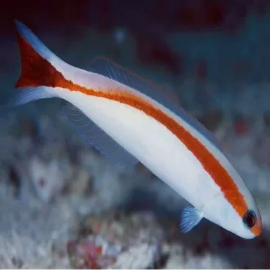 Hoplolatilus marcosi