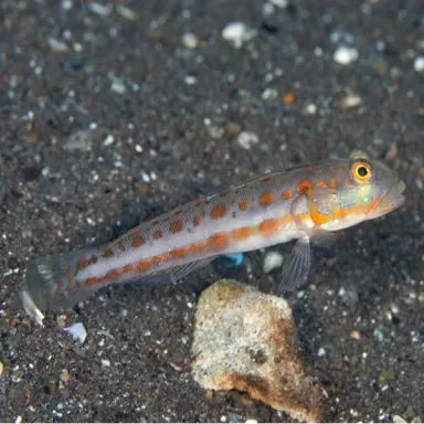 Valenciennea Puellaris M