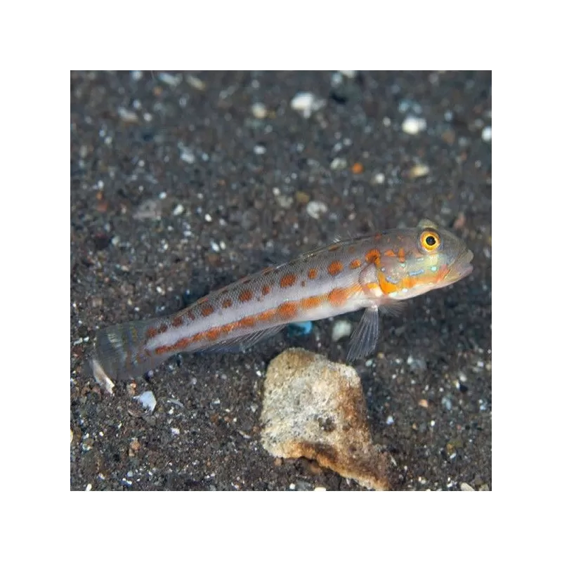 Valenciennea Puellaris M