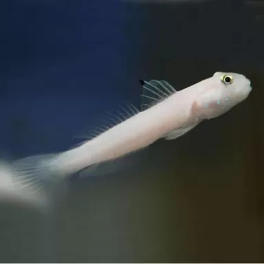 Valenciennea Sexguttata M