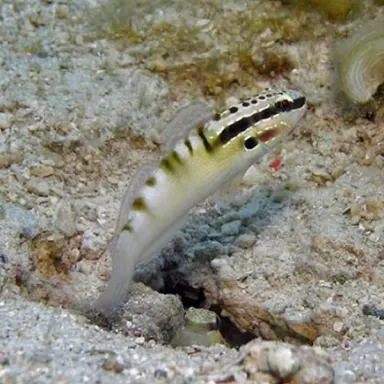 Amblygobius bynoensis
