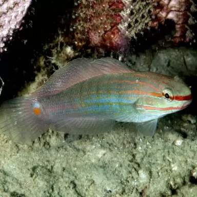 Amblygobius Decussatus