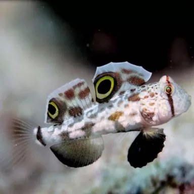 Signigobius Biocellatus