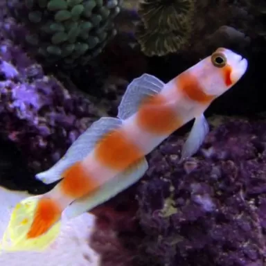 Amblyeleotris Aurora M