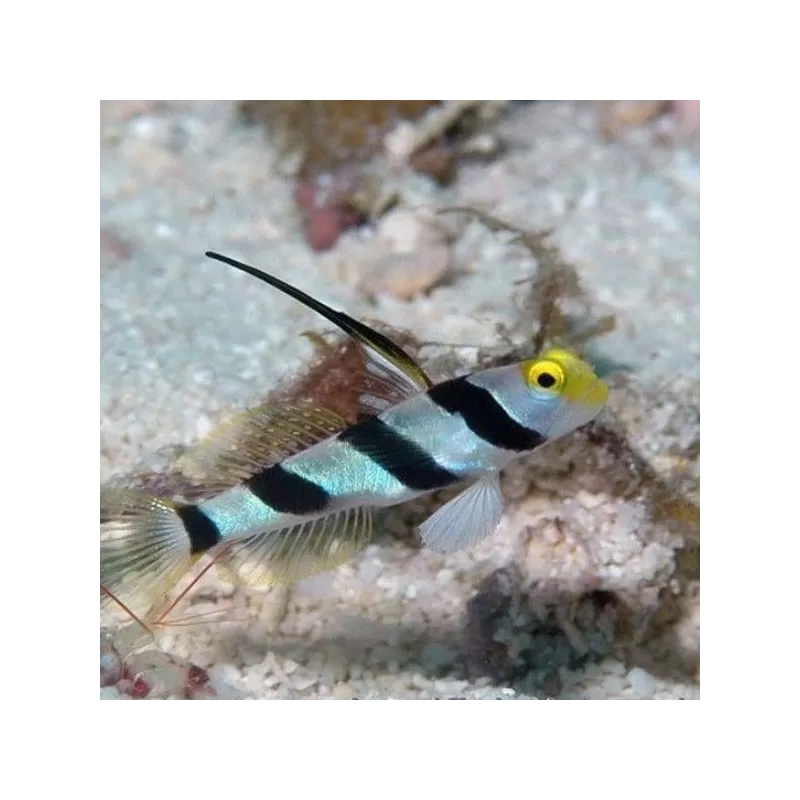 Stonogobiops Xanthorhinica