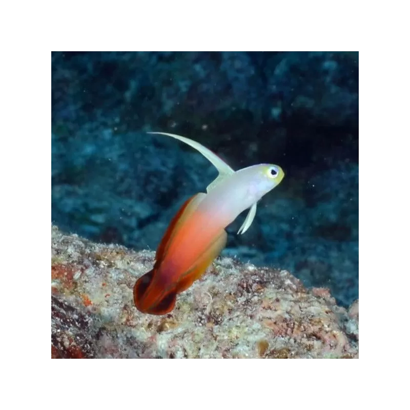 Nemateleotris Magnifica