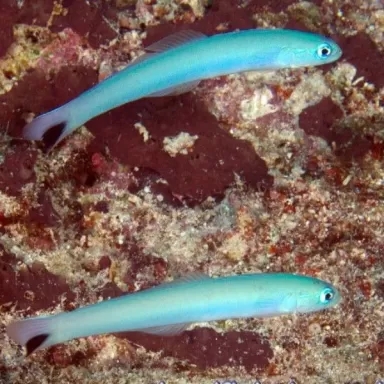 Ptereleotris Heteroptera