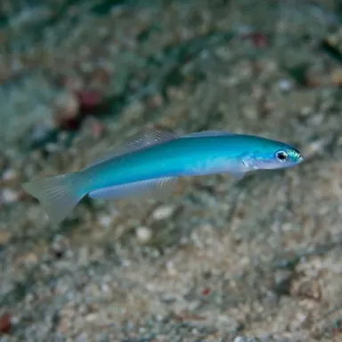ptereleotris microlepis