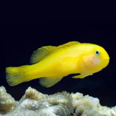 Gobiodon Okinawae