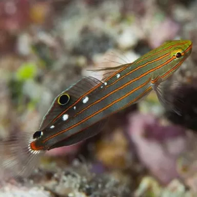 Amblygobius Rainfordi
