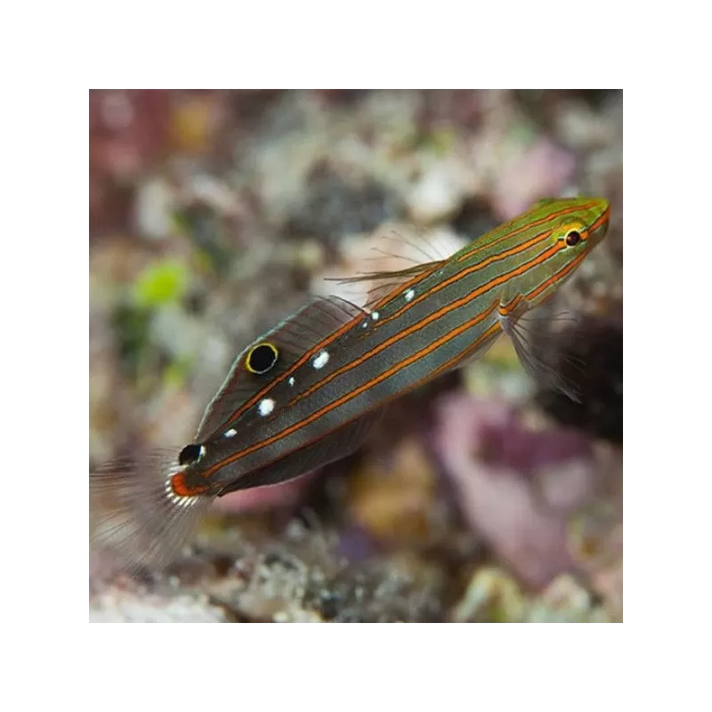 Amblygobius Rainfordi