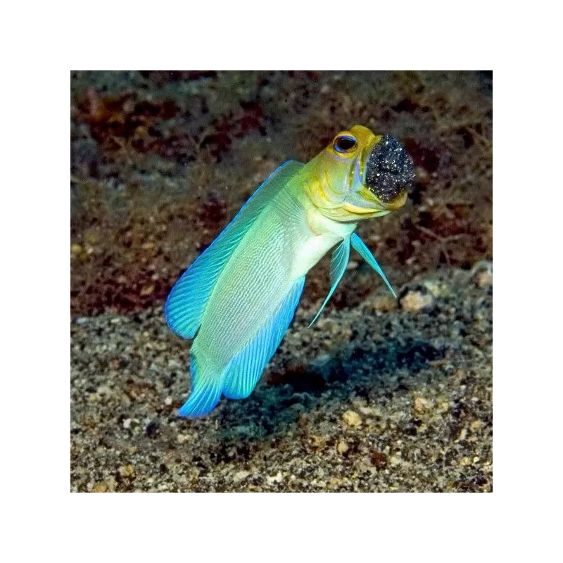 Opistognathus Aurifrons M