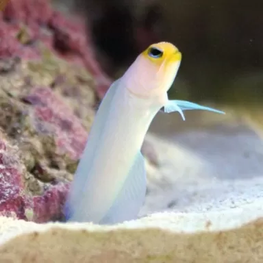 Opistognathus Aurifrons M