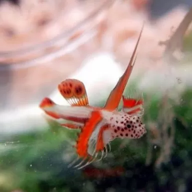 Discordipinna Griessingeri