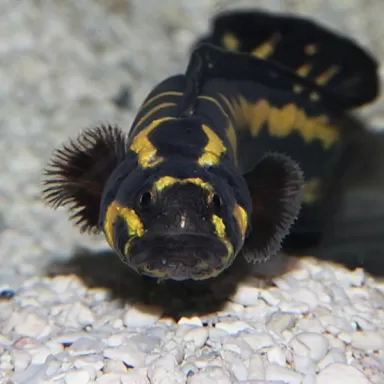 Pholidichthys Leucotaenia