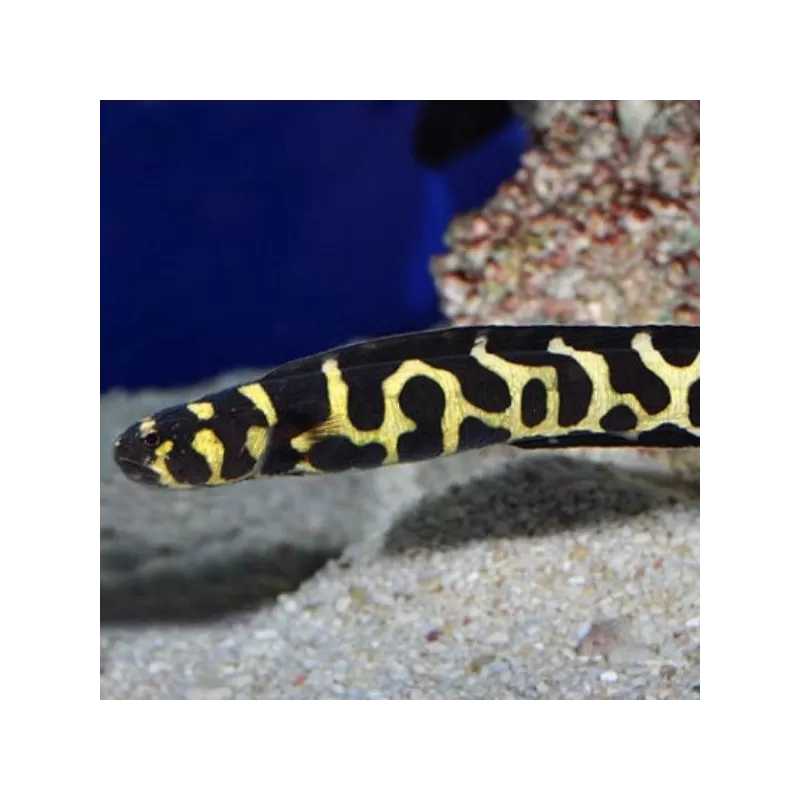 Pholidichthys Leucotaenia