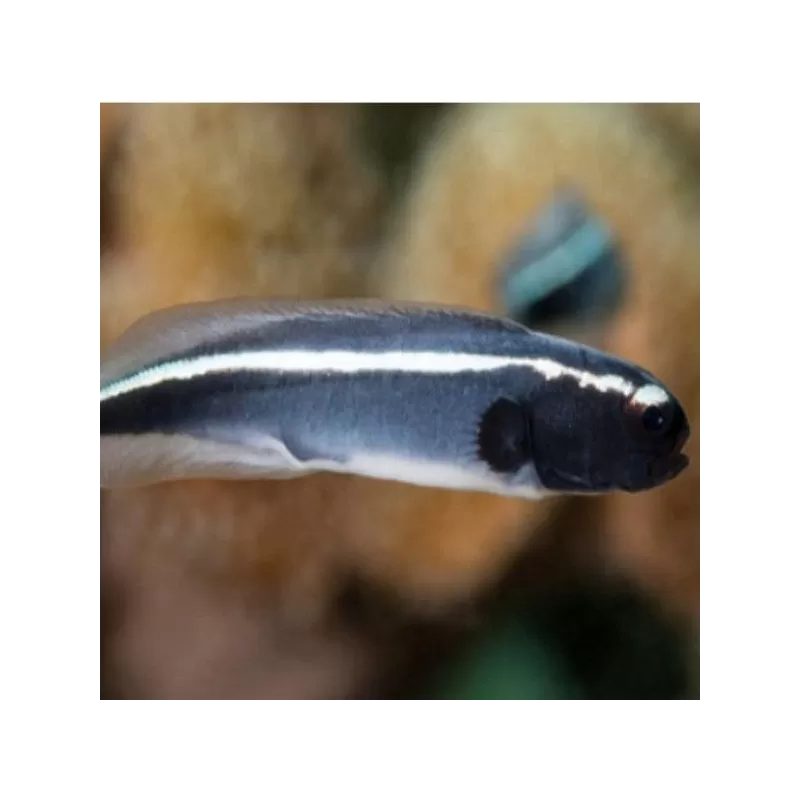 Pholidichthys Leucotaenia