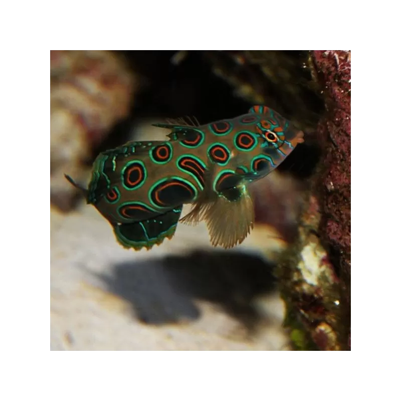 Synchiropus Picturatus