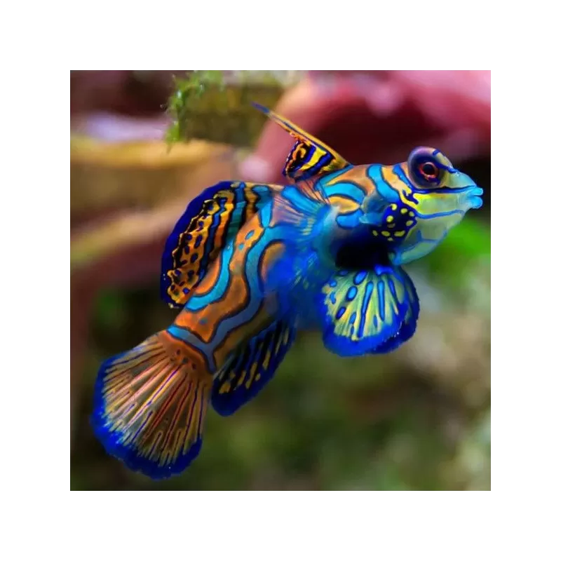 Pterosynchiropus Splendidus